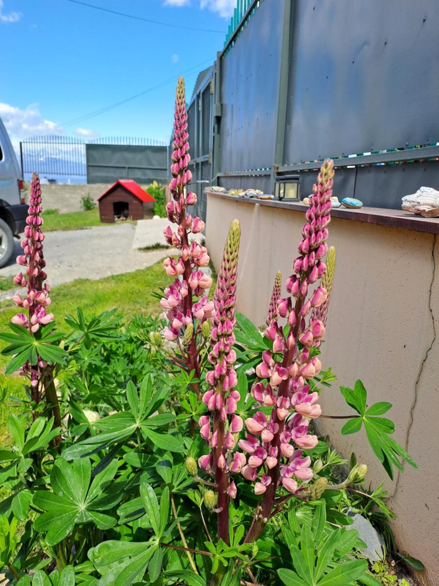 Alem Casa De Familia Hotell Ushuaia Eksteriør bilde